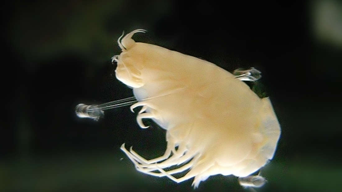 Studies Reveal That Deep Sea Animals Are Full Of Harmful Pollutants