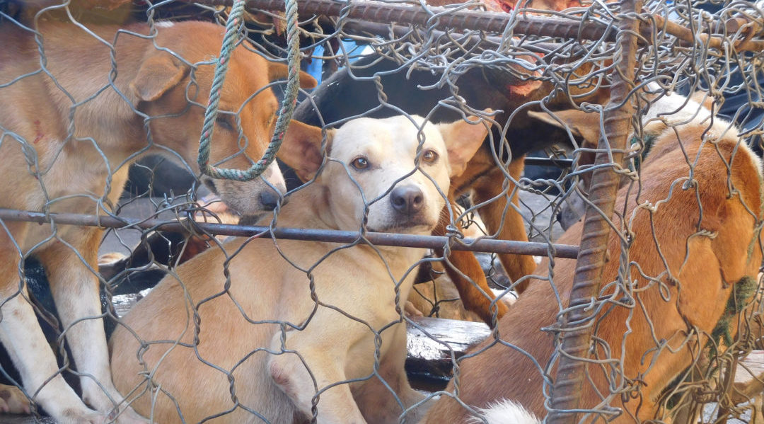 Cuando un gobierno alienta a sus ciudadanos a dejar de comer perros