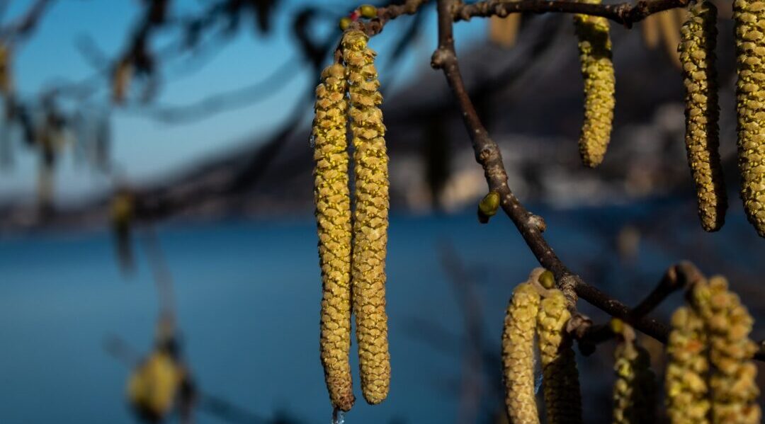 The first grains of hazel pollen irritate the noses